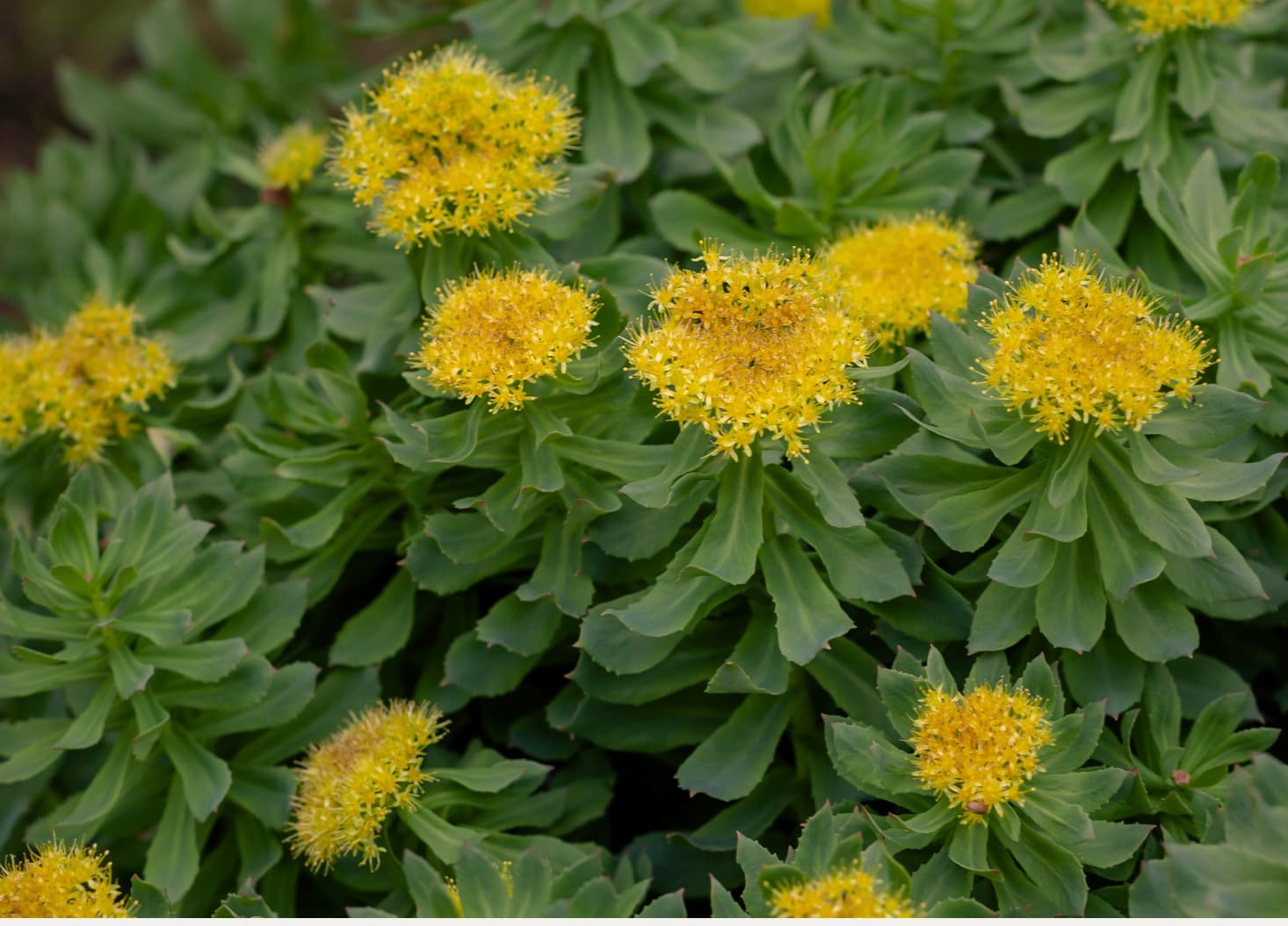 Rhodiola Rosea